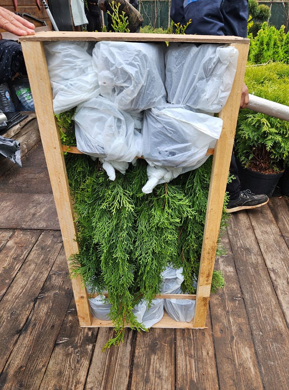 Ель Хупси 🌲 купить в Самаре по цене от 4400 руб - Растения24